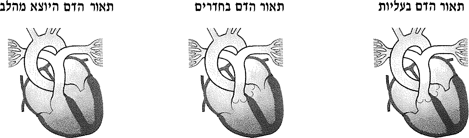 פעולות הלב
